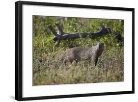 Marsh Mongoose (Water Mongoose) (Atilax Paludinosus)-James Hager-Framed Photographic Print