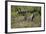 Marsh Mongoose (Water Mongoose) (Atilax Paludinosus)-James Hager-Framed Photographic Print