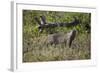 Marsh Mongoose (Water Mongoose) (Atilax Paludinosus)-James Hager-Framed Photographic Print