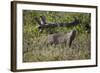 Marsh Mongoose (Water Mongoose) (Atilax Paludinosus)-James Hager-Framed Photographic Print
