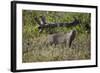 Marsh Mongoose (Water Mongoose) (Atilax Paludinosus)-James Hager-Framed Photographic Print