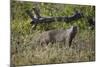 Marsh Mongoose (Water Mongoose) (Atilax Paludinosus)-James Hager-Mounted Photographic Print