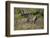 Marsh Mongoose (Water Mongoose) (Atilax Paludinosus)-James Hager-Framed Photographic Print