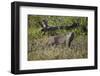 Marsh Mongoose (Water Mongoose) (Atilax Paludinosus)-James Hager-Framed Photographic Print