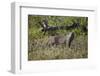 Marsh Mongoose (Water Mongoose) (Atilax Paludinosus)-James Hager-Framed Photographic Print