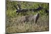 Marsh Mongoose (Water Mongoose) (Atilax Paludinosus)-James Hager-Mounted Photographic Print