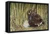 Marsh Owl with Prey for Chick-null-Framed Stretched Canvas
