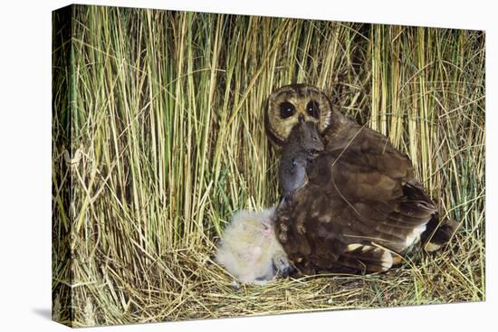 Marsh Owl with Prey for Chick-null-Stretched Canvas