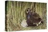 Marsh Owl with Prey for Chick-null-Stretched Canvas