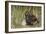 Marsh Owl with Prey for Chick-null-Framed Photographic Print