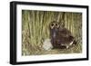 Marsh Owl with Prey for Chick-null-Framed Photographic Print