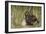 Marsh Owl with Prey for Chick-null-Framed Photographic Print