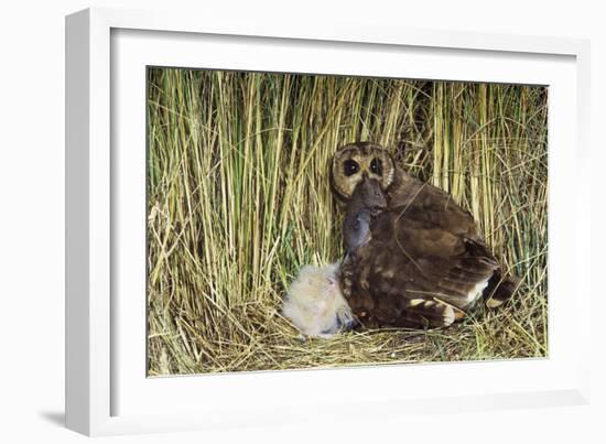 Marsh Owl with Prey for Chick-null-Framed Photographic Print