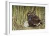 Marsh Owl with Prey for Chick-null-Framed Photographic Print