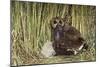 Marsh Owl with Prey for Chick-null-Mounted Photographic Print