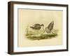 Marsh Sandpiper, 1891-Gracius Broinowski-Framed Giclee Print