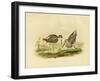 Marsh Sandpiper, 1891-Gracius Broinowski-Framed Giclee Print