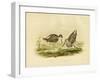 Marsh Sandpiper, 1891-Gracius Broinowski-Framed Giclee Print