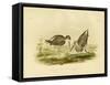 Marsh Sandpiper, 1891-Gracius Broinowski-Framed Stretched Canvas