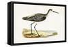 Marsh Sandpiper,  from 'A History of the Birds of Europe Not Observed in the British Isles'-English-Framed Stretched Canvas