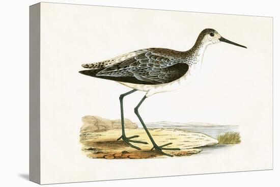Marsh Sandpiper,  from 'A History of the Birds of Europe Not Observed in the British Isles'-English-Stretched Canvas