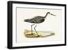 Marsh Sandpiper,  from 'A History of the Birds of Europe Not Observed in the British Isles'-English-Framed Giclee Print