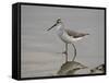 Marsh Sandpiper (Tringa Stagnatilis), Serengeti National Park, Tanzania, East Africa, Africa-James Hager-Framed Stretched Canvas