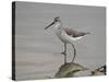 Marsh Sandpiper (Tringa Stagnatilis), Serengeti National Park, Tanzania, East Africa, Africa-James Hager-Stretched Canvas