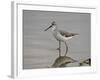 Marsh Sandpiper (Tringa Stagnatilis), Serengeti National Park, Tanzania, East Africa, Africa-James Hager-Framed Photographic Print