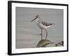 Marsh Sandpiper (Tringa Stagnatilis), Serengeti National Park, Tanzania, East Africa, Africa-James Hager-Framed Photographic Print