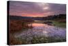 Marsh Sunrise at Fort Bragg, California Coast-Vincent James-Stretched Canvas