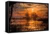 Marsh Sunset Through the Trees, Merced Wildlife-null-Framed Stretched Canvas