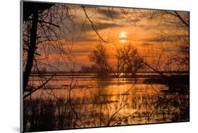 Marsh Sunset Through the Trees, Merced Wildlife-null-Mounted Photographic Print