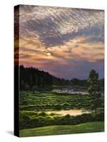 Marsh Sunset-Bruce Dumas-Stretched Canvas