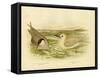 Marsh Tern, 1891-Gracius Broinowski-Framed Stretched Canvas