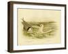 Marsh Tern, 1891-Gracius Broinowski-Framed Giclee Print