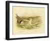 Marsh Tern, 1891-Gracius Broinowski-Framed Giclee Print