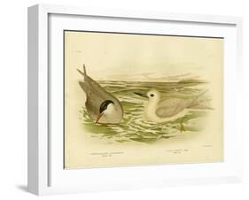 Marsh Tern, 1891-Gracius Broinowski-Framed Giclee Print