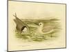 Marsh Tern, 1891-Gracius Broinowski-Mounted Giclee Print
