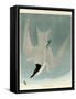 Marsh Tern-John James Audubon-Framed Stretched Canvas