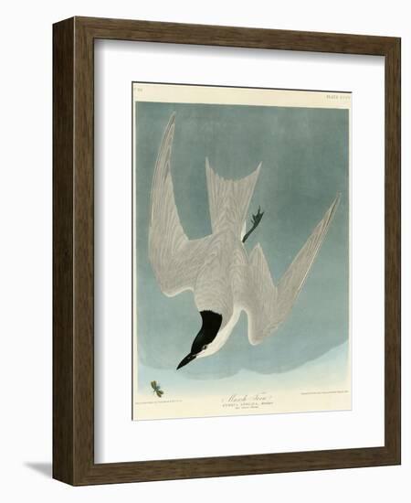 Marsh Tern-John James Audubon-Framed Premium Giclee Print