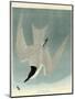 Marsh Tern-John James Audubon-Mounted Premium Giclee Print