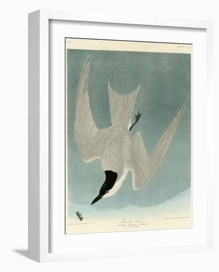 Marsh Tern-John James Audubon-Framed Giclee Print