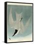 Marsh Tern-John James Audubon-Framed Stretched Canvas