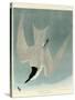 Marsh Tern-John James Audubon-Stretched Canvas