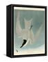 Marsh Tern-John James Audubon-Framed Stretched Canvas