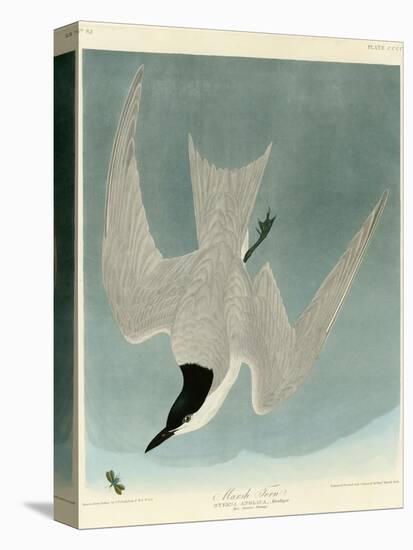 Marsh Tern-John James Audubon-Stretched Canvas
