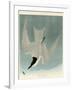 Marsh Tern-John James Audubon-Framed Giclee Print