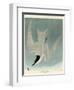 Marsh Tern-John James Audubon-Framed Giclee Print