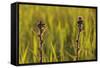 Marsh Thistle (Cirsium Palustre) Flowering on Managed Grazing Land, Wicken Fen, Cambridgeshire, UK-Terry Whittaker-Framed Stretched Canvas